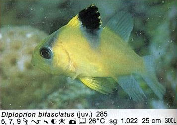 Diploprion bifasciatus